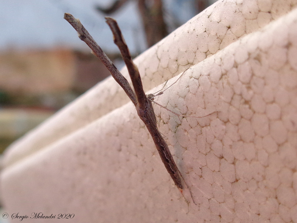 Pterophoridae: Agdistis tamaricis (cfr.)